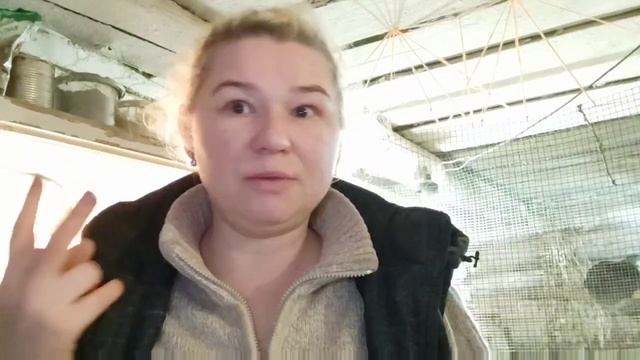 Вечер сплошных сюрпризов! Как определить несется ли Ваша перепелка, курица?