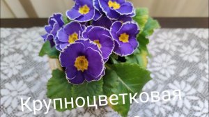 Как сохранить крупноцветковую примулу
