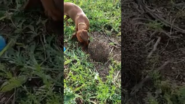 Такса и ёжик. Кто победит? ☺