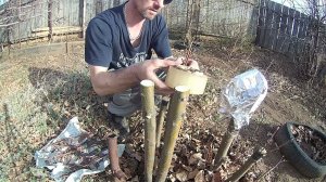 Прививка яблони разных сортов на одно дерево.