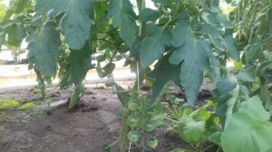 Как увеличить урожай помидор// подкормка помидор// лечение томата