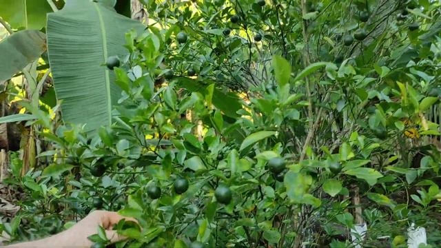 Лимон по филиппински. смотреть онлайн