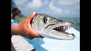 МОРСКАЯ РЫБАЛКА / ОТДЫХ НА КУБЕ