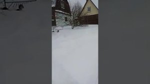 Питомник Назоро