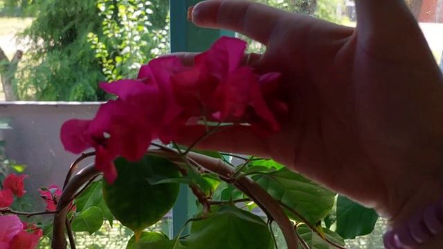 Цветущие комнатные?и уличные цветы ?в моей коллекции ❤️ Июньский обзор ??!