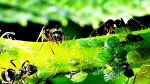 ТЛИ У ВАС БОЛЬШЕ НЕ БУДЕТ! ВСЯ ТЛЯ КАК ОГНЯ БОИТСЯ ЭТОГО!