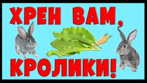 ХРЕН ВАМ, КРОЛИКИ!!!