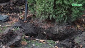 Удивительно! Супер метод! Как просто пересадить большое дерево! Без ущерба.