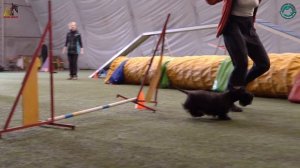 Шотландский (скотч) терьер - Занятия по аджилити