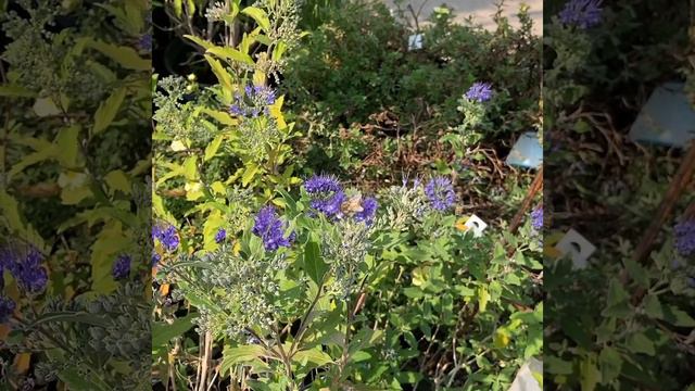 Sun River Gardens смотреть онлайн