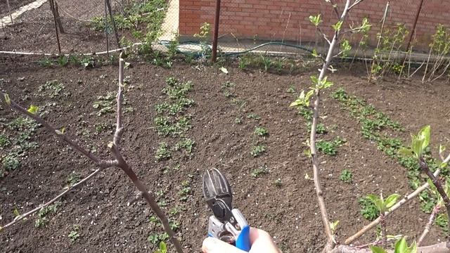 Как ФОРМИРОВАТЬ молодые ЯБЛОНИ 3 летки ЧАШЕЙ. смотреть онлайн