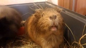 Общение морских свинок пуша сема и нафа