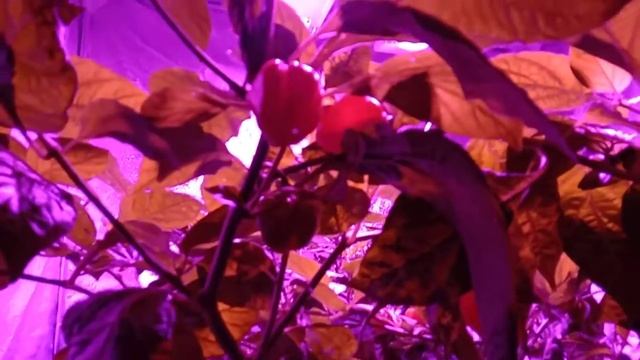 Гроубокс в магазине GrowLight. QUADRO-400W (Chip-On-Board)