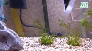 СОВЕТЫ И ОШИБКИ НАЧИНАЮЩИХ АКВАРИУМИСТОВ! НЕ РАСТУТ РАСТЕНИЯ В АКВАРИУМЕ!