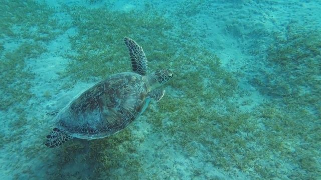 Зеленая морская черепаха / Green turtle. Красное море, бухта Abu Dabbab. Египет.