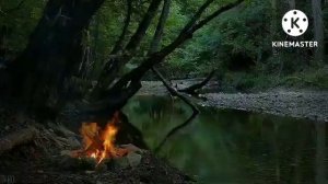 Звук ночного леса звуки начной природы Возли костра Nature sounds музыка для медитации