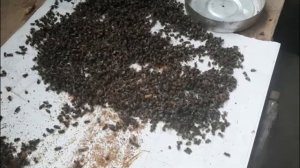 Пчеловодство. Сушка (Заготовка) пчелиного подмора, сушка пыльцы. Многофункциональная термокамера.