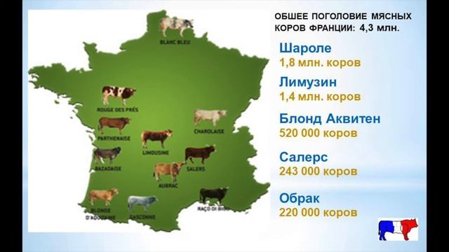 Выбор пород в мясном скотоводстве: Французские породы КРС