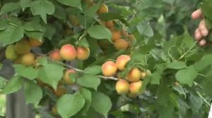 Садоводство по Железову. ТВ Енисей. Урок 3.mp4