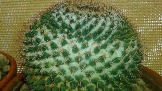 #Разновидность Кактусов# смотреть онлайн