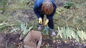 Гладиолусы будут спать до весны. Детки гладиолусов.