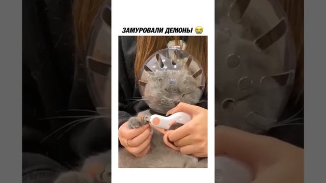 Удобный шлем для стрижки когтей #Tik Tok #Shorts #Тик Ток #ПриколКоты #Catstiktok