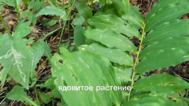 БЛЕДНАЯ ПОГАНКА прямо под ногами. Пригляделась, что растёт рядом