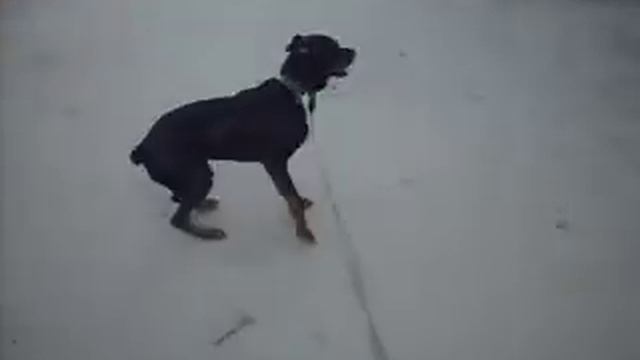 Ротвейлер Леон (Лёлик) ищет хозяина 2 (г.Москва) смотреть онлайн