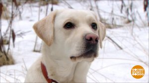 Самые некусачие. Доброе утро. Фрагмент выпуска от 15.03.2019