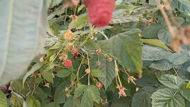 Малина Маргарита супер сорт обзор смотреть онлайн