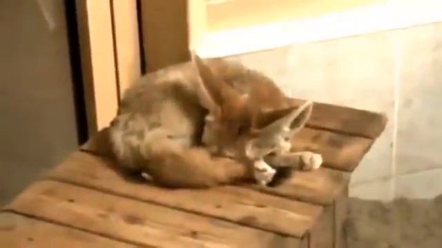 Видео. Мартышка зеленая, Фенек, кошачий лемур. Новосибирский зоопарк. смотреть онлайн