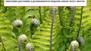 Пока цветёт папоротник