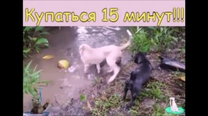 Мои милые КОТАУСИ и другие #6