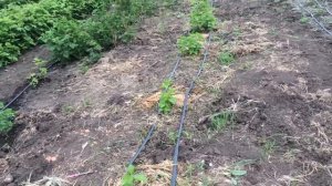 Нормирование малины