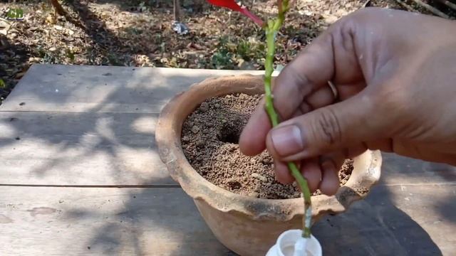 Grow Poinsettia : How to Propagate Poinsettia from Cuttings with Update смотреть онлайн