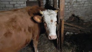 деревенские будни//часть 1