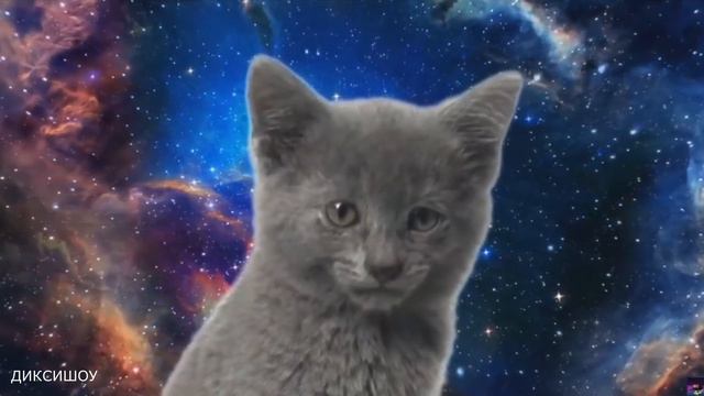 мяу мяу мяу мяу - Песенка Космических Котиков 999х смотреть онлайн