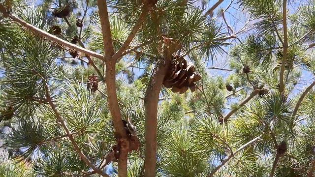 Космос. В КРАЮ МАГНОЛИЙ... И НАРЦИССОВ.Ботанический сад . смотреть онлайн