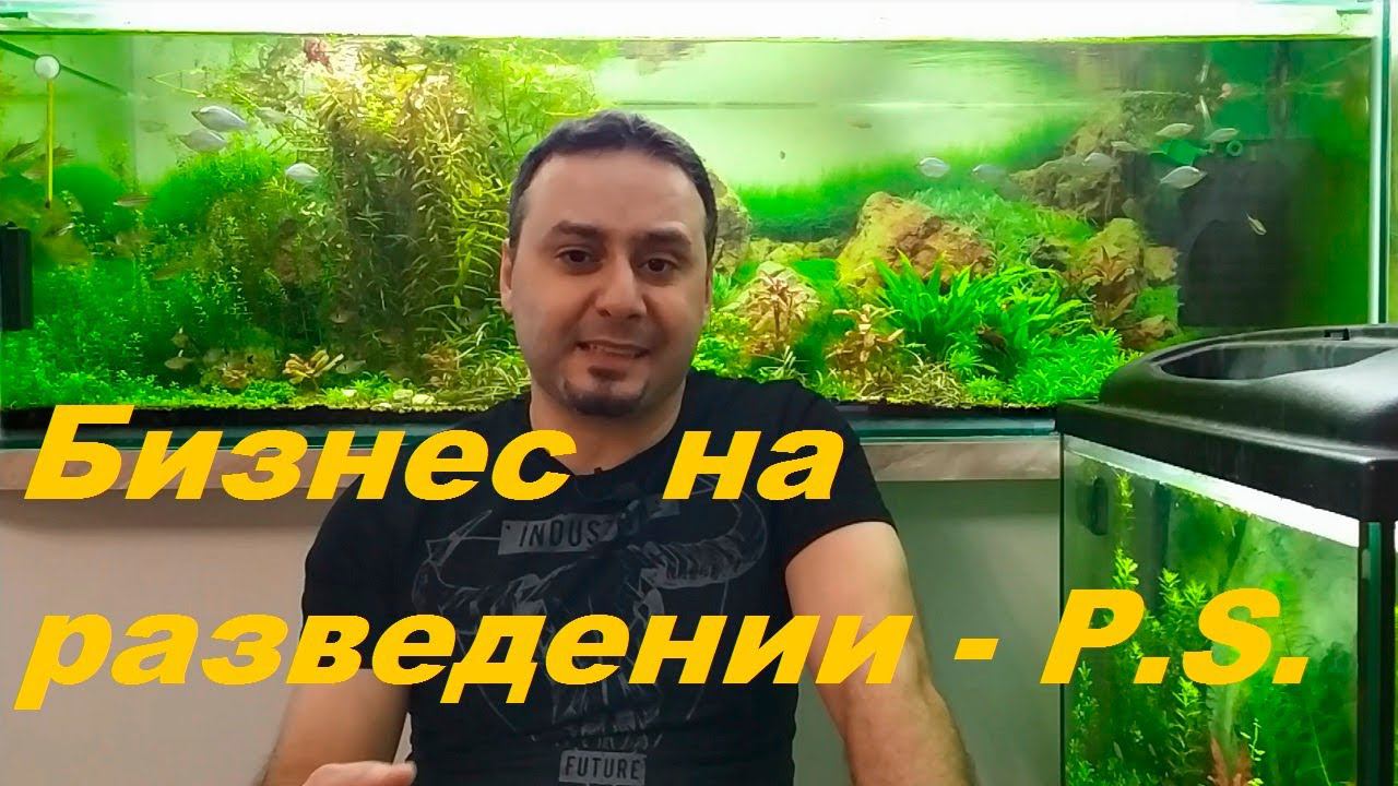 Разведение аквариумных рыбок как бизнес. Постскриптум. (Архив от 15.05.2022)