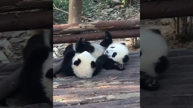 Детеныши панды играют у себя дома в Ченду. смотреть онлайн
