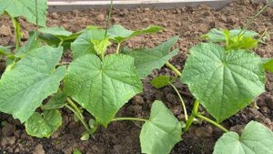 28 июня Огурцы в открытом грунте