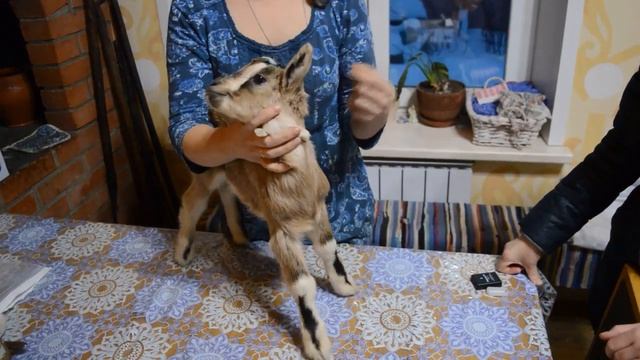 Экстерьер молочной козы, как выбрать козленка? смотреть онлайн