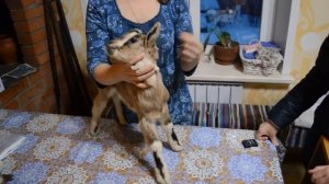 Экстерьер молочной козы, как выбрать козленка?