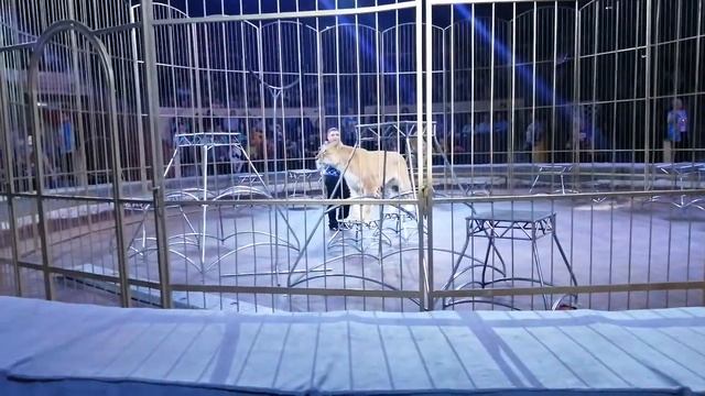 Цирк Самара хищники 1 смотреть онлайн