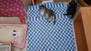 Как подготовить котят к первому прикорму. Когда начинать прикармливать котят?