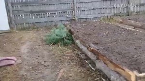 Укрываю розочки лапником на зиму.