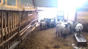 Романовские овцы продажа в Киргизию