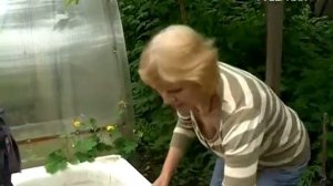 Готовим травяной "коктейль" для огурцов. Удачные заметки