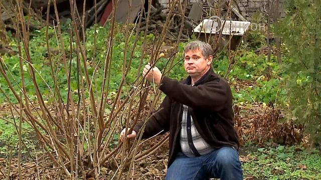 Экзотика в огороде смотреть онлайн