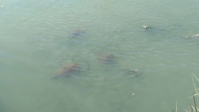 Сехер, кормление черепах смотреть онлайн